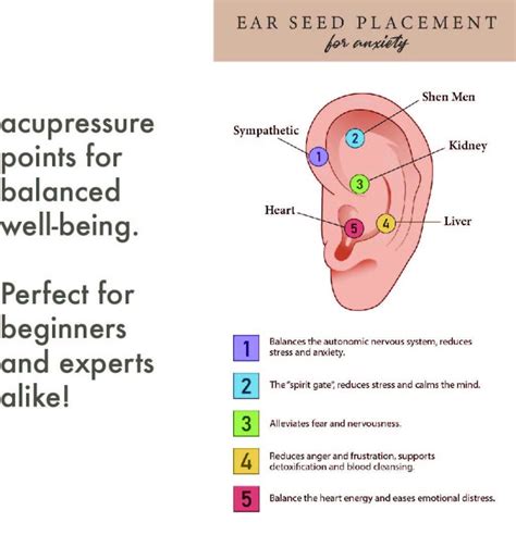 Anxiety Ear Seed Placement Chart Comprehensive Acupuncture Ear Chart Guide Ear Seeding Chart