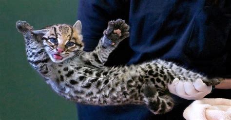 Psbattle A Baby Ocelot Photoshopbattles