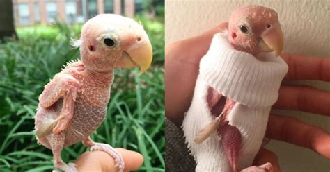 Naked Featherless Love Bird Is Sent Tiny Jumpers To Keep It Warm