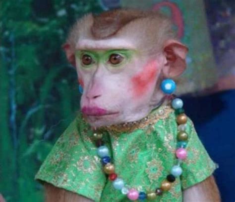 Monkey Makeup With Images Funny Monkey Pictures Monkeys Funny