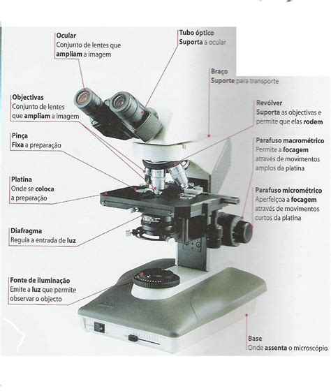 Partes Do Microscópio óptico E Suas Funções Ensino