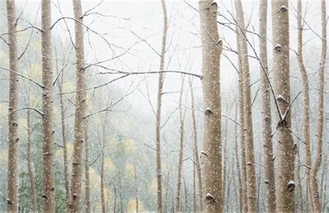 Snow Falling Art Alexander Volkov Marcus Ashley Gallery
