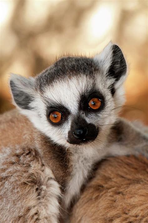 Ring Tailed Lemur Baby Photograph By Tony Camachoscience Photo Library