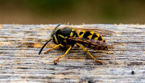 What You Need To Know About Yellow Jackets In The Fall Hobby Farms