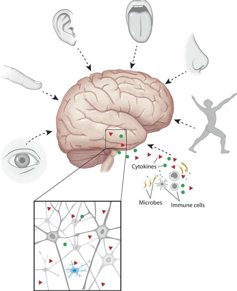 a schematic representation of the senses that are hardwired in the download scientific diagram