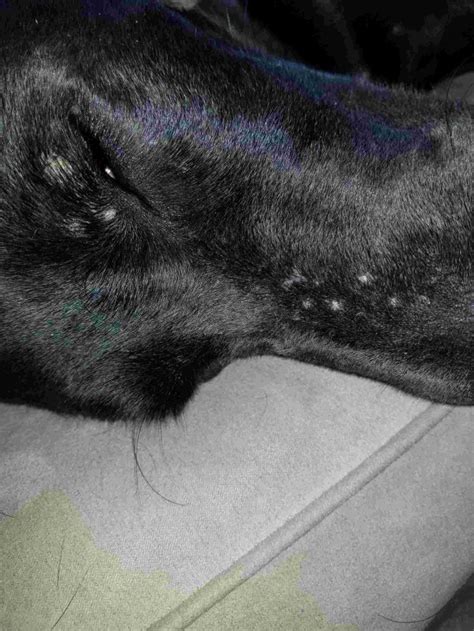 Why Do Dogs Have Bumps On Their Face