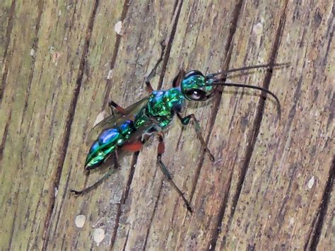 Emerald Cockroach Wasp Hymenoptera Ants Bees And Wasps Of The British Indian Ocean Territory