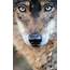 Cute Iberian Wolf Portrait  High Quality Animal Stock Photos