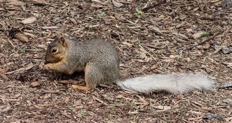 Unusual White Tailed Squirrels Spotted In Ann Arbor