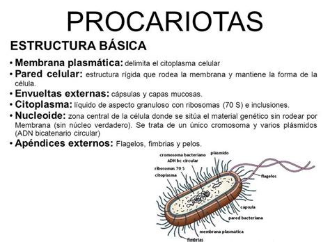 Imagenes De La Celula Procariota Con Sus Partes Y Funciones Consejos