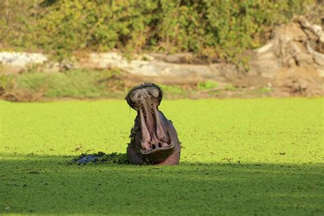 Hippo Hippopotamus Amphibius Mouth Open Mana Pools National Park