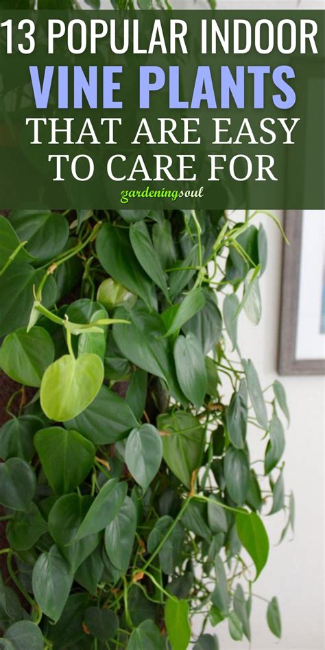 13 Popular Indoor Vine Plants That Are Easy To Care For