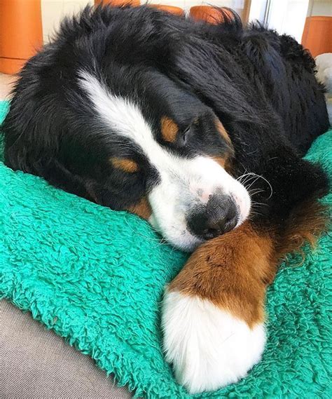 Bernese Mountain Dog Look At The Gigantic Paw Dogs Mountain Dogs