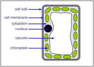 Made of protein and rna. AS Biology: There are fundamental differences between ...