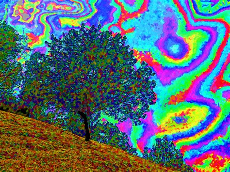 Rainbow Tree Free Stock Photo Public Domain Pictures