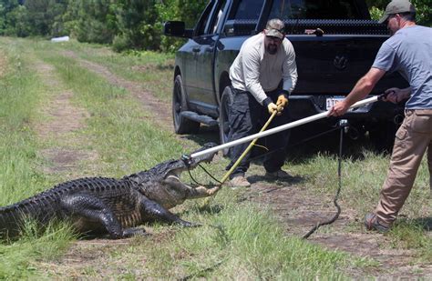 North Carolina Allows First Alligator Hunt In More Than 40 Years Wsj