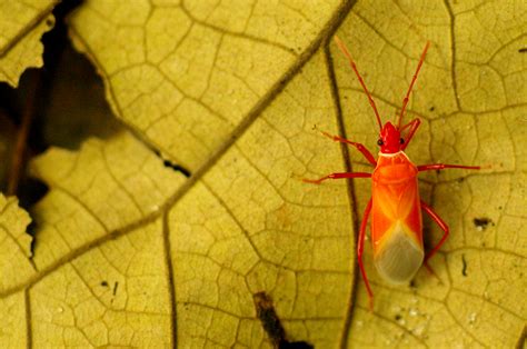 Fond Décran Insecte Malaisie Feuille Parc National Faune Bornéo
