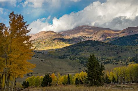 Fall Colors Colorados Pike National Forest Golden Yellow Aspens