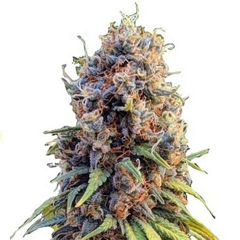 Love Growing Marijuana