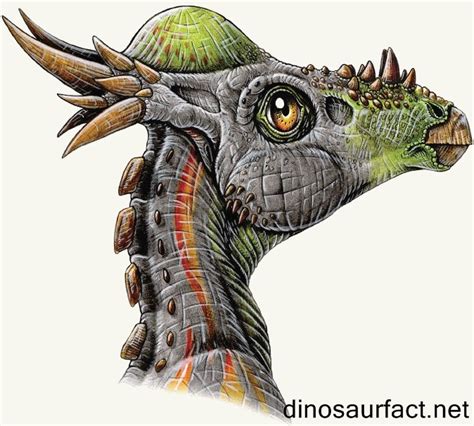 More images for dinosaur with bump on head » Stygimoloch dinosaur