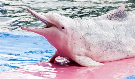 The Pink Indo Pacific Humpback Dolphin Australian Geographic