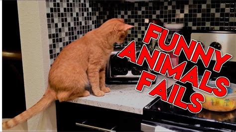🐈 New Funny Cats Fails Compilation 2017 Hd Epic Funny Animals Fails