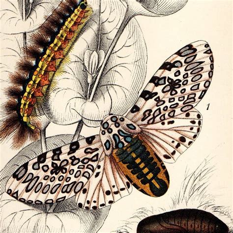Antique Butterfly Prints Etsy