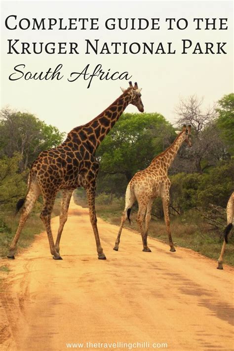 Complete Guide To Kruger National Park In South Africa The Travelling