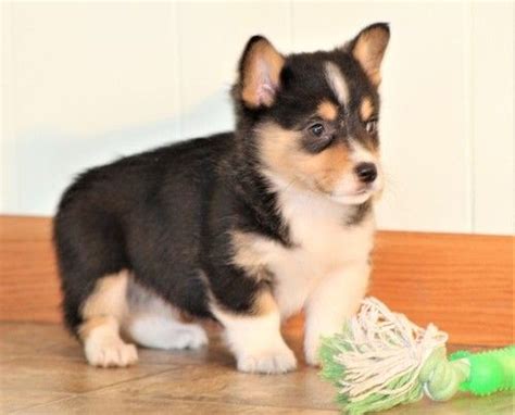 We've compiled the top 20 male and female names for 2017 after analyzing the sale of 0 cardigan welsh corgi dogs. Corgi Puppies For Sale | Albany, OR #271427 | Petzlover