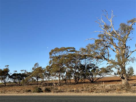 Aboriginal Ring Tree Koraleigh Vic May 2021 P1000504f Flickr