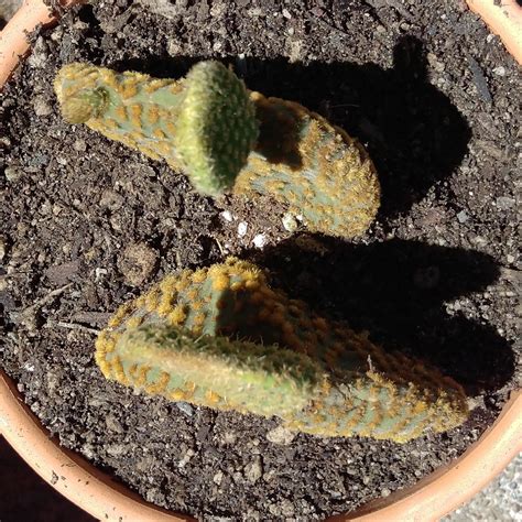 And beware the bunny ears cactus, whose hairlike spines can cause stabbing sensations and swelling. Opuntia microdasys f. monstrose, Bunny Ear Cactus in ...