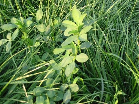 Is Interseeding Alfalfa In Permanent Pasture A Good Idea Kings