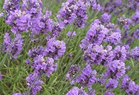 Lavender Flower Salem Botanicals