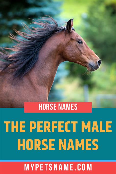 Horse Names 425 Names For Your Stallion Or Mare Artofit