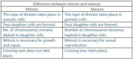 Following is a table to quickly describe the differences in mitosis vs meiosis. difference between meiosis and mitosis. - Brainly.in