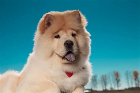 Chow Chow Husky Mix With Pictures I 19 Facts About This Fluffy Breed