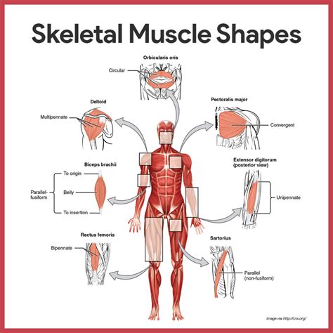 Muscular System Anatomy And Physiology Nurseslabs