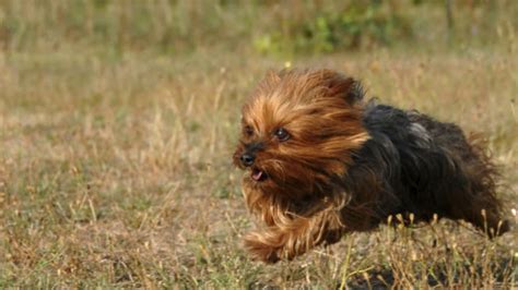 Yorkshire Terrier The Rat Hunter Youtube