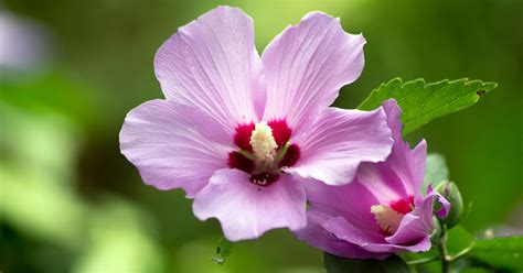 Edible parts of rose of. How to Grow and Care for Rose of Sharon