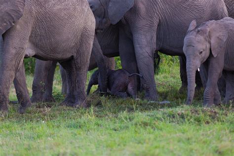 Watch Newborn Elephant Protected By His Herd Africa Geographic