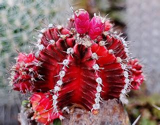 赤いサボテン緋牡丹錦と・・ | ☆ガマンマの ニク・サボ栽培☆ ...