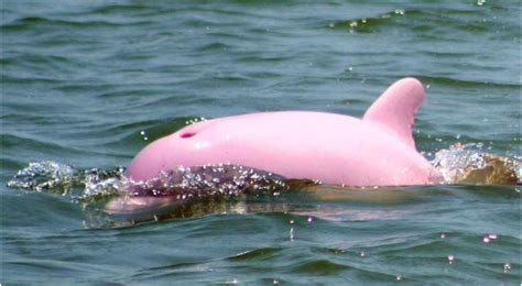 A Rare Pink Dolphin Was Caught On Camera In Louisiana River Everythingfun