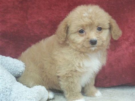 Having extra toys in the home will allow your. yorkie poo puppies for sale in michigan | Cute Puppies ...