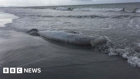 Why Have So Many Deep Water Whales Washed Ashore In Scotland Bbc News
