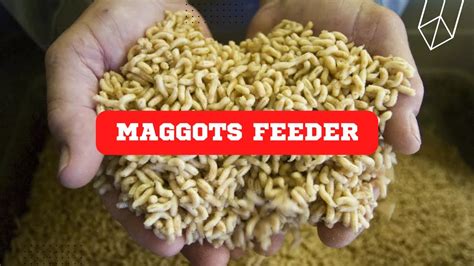 How I Breed Maggots At Home Maggots Farming YouTube