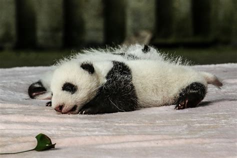 Cute Baby Panda Photos Videos And Facts Animal Hype