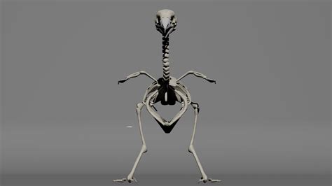 Bird Skeleton 3d Model Cgtrader