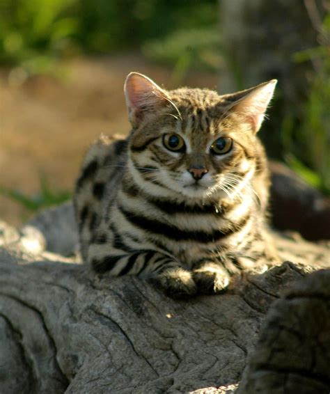 Black Footed Cat