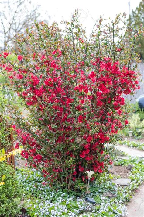 Japanese Quince Plant Care Growing Basics Water Light Soil