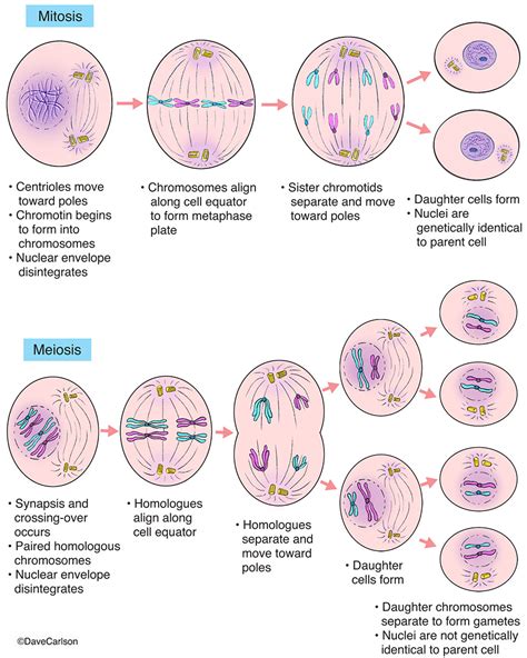 Cell Division Mitosis And Meiosis Owlcation Gambaran